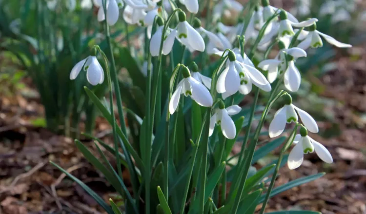 snowdrops flower