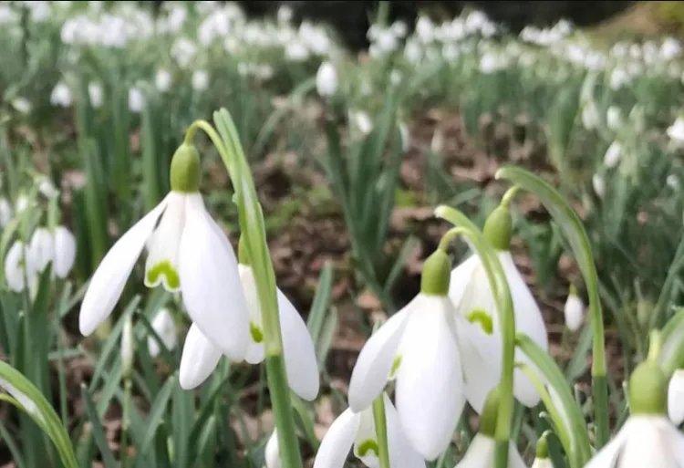 snowdrops flower