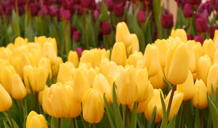 Tulips
