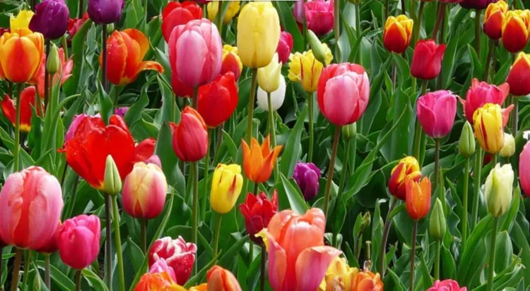 Tulips
