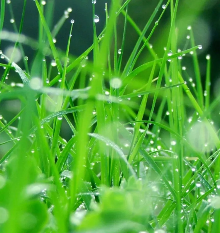Wet grass