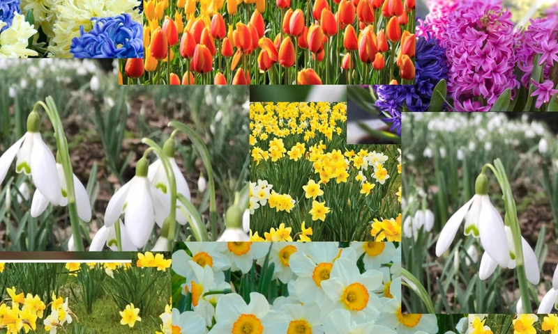 5 flowers that make your garden more beautiful this spring
