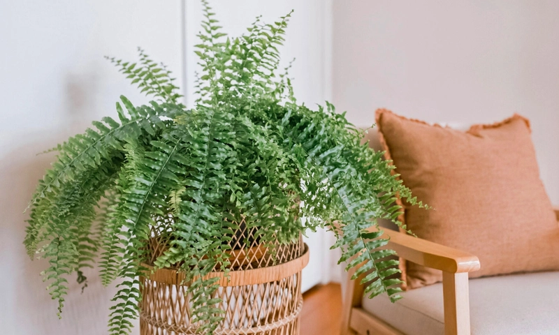 Fern (Nephrolepis exaltata)