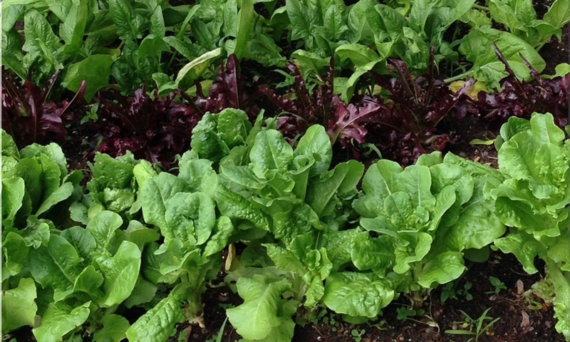 Lettuce garden