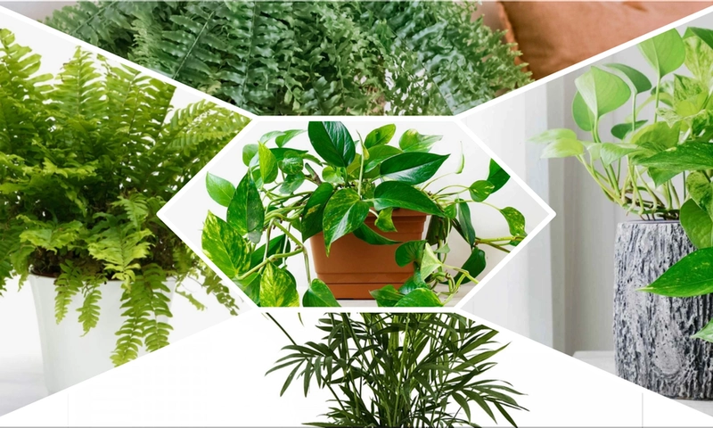 Transform Your Home: Top 5 Plants to Combat Mold and Moisture