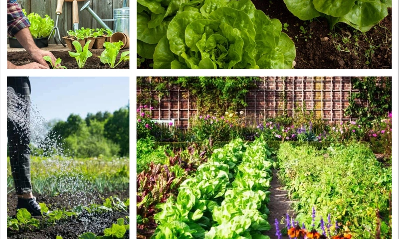 How to Build a Spring Salad Garden That Keeps Fresh Greens Coming