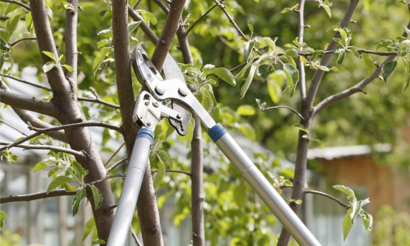Tree Care: Amazing Benefits of Tree Trimming