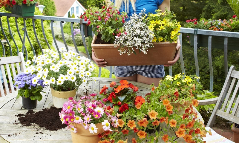 Caring for balcony plants in summer