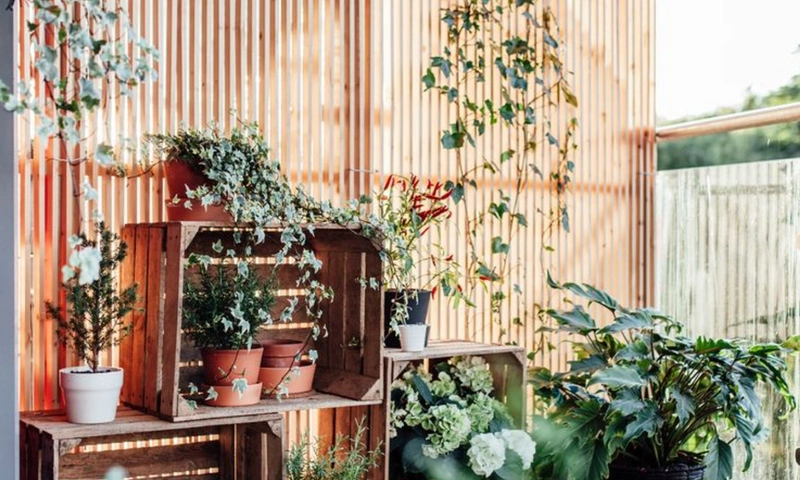 balcony plants