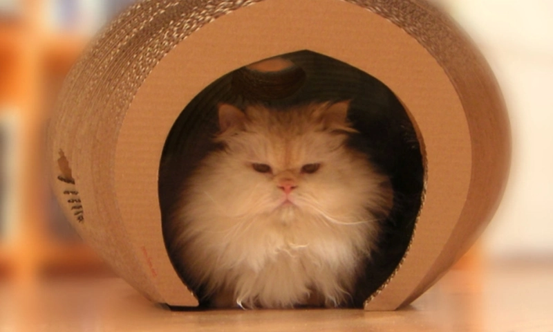 Cocoon playhouse for your kitten