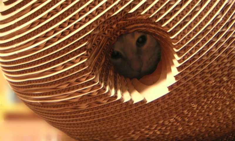 Cocoon playhouse for your kitten