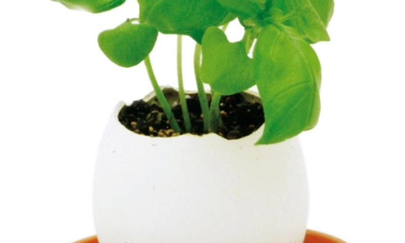 Eggling Basil