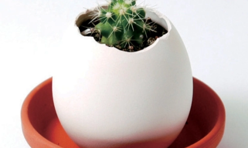 Chocosho Egglings