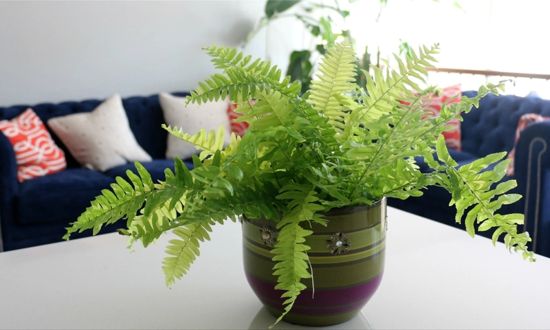 ferns at home