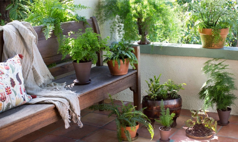 Ferns: everything you need to know about the plant of good luck and prosperity
