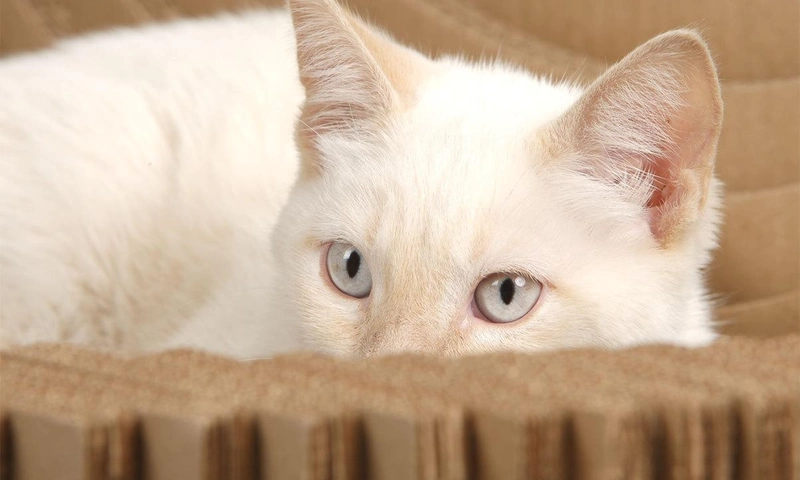 Kitty in the Kittypod