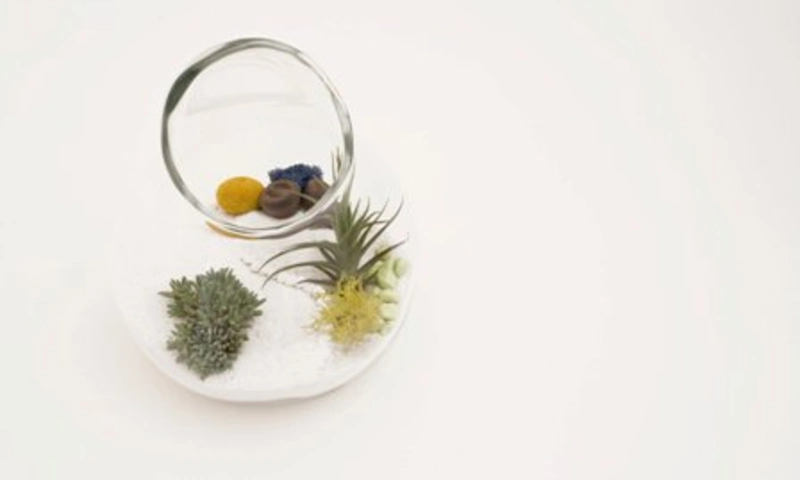 Litill Terrarium Digur