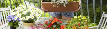 Caring for balcony plants in summer