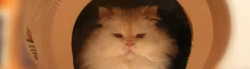 Cocoon playhouse for your kitten
