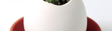 Chocosho Egglings