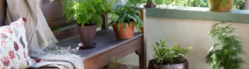 Ferns: everything you need to know about the plant of good luck and prosperity