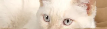 Elizabeth Paige Smith Kittypod