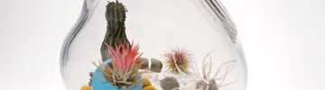Litill Terrarium Lykt