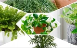 Transform Your Home: Top 5 Plants to Combat Mold and Moisture
