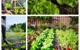 How to Build a Spring Salad Garden That Keeps Fresh Greens Coming