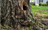 When a Tree Becomes a Risk: A Nashville, Tennessee Homeowner Guide to Safe Removal Decisions