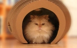 Cocoon playhouse for your kitten