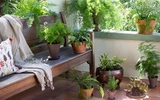 Ferns: everything you need to know about the plant of good luck and prosperity