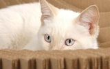 Elizabeth Paige Smith Kittypod