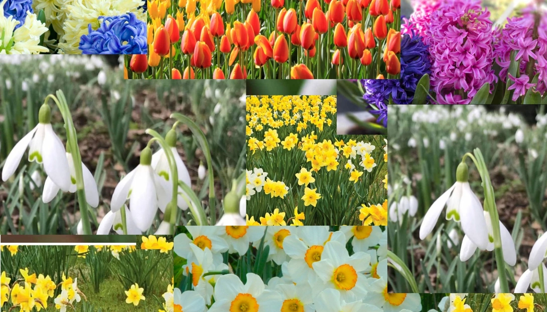 5 flowers that make your garden more beautiful this spring