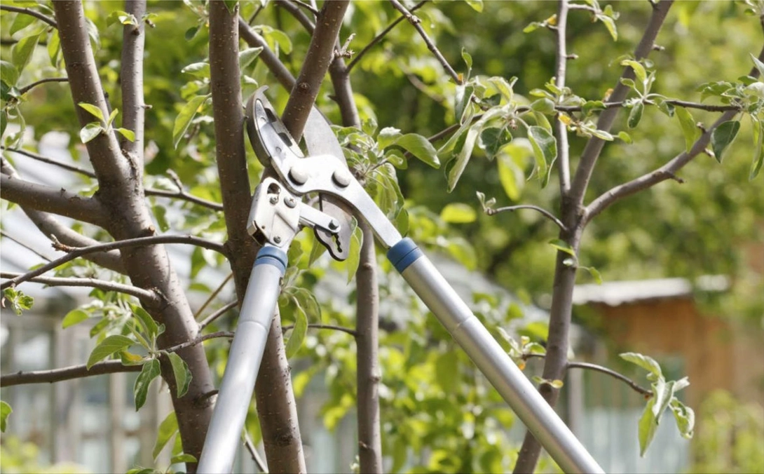 Tree Care: Amazing Benefits of Tree Trimming