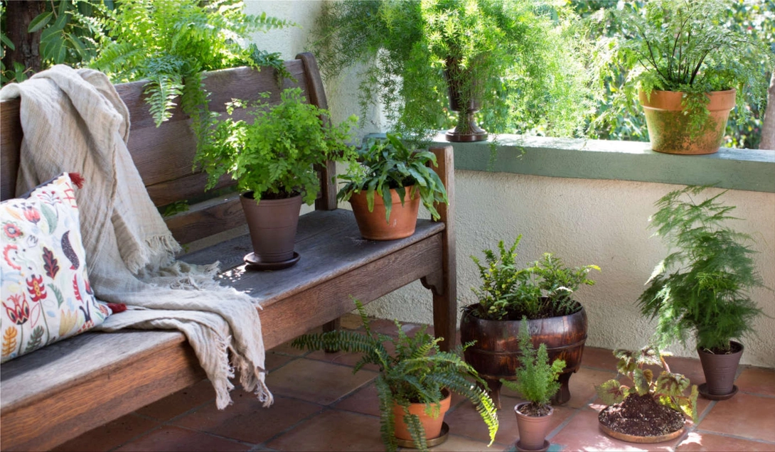 Ferns: everything you need to know about the plant of good luck and prosperity