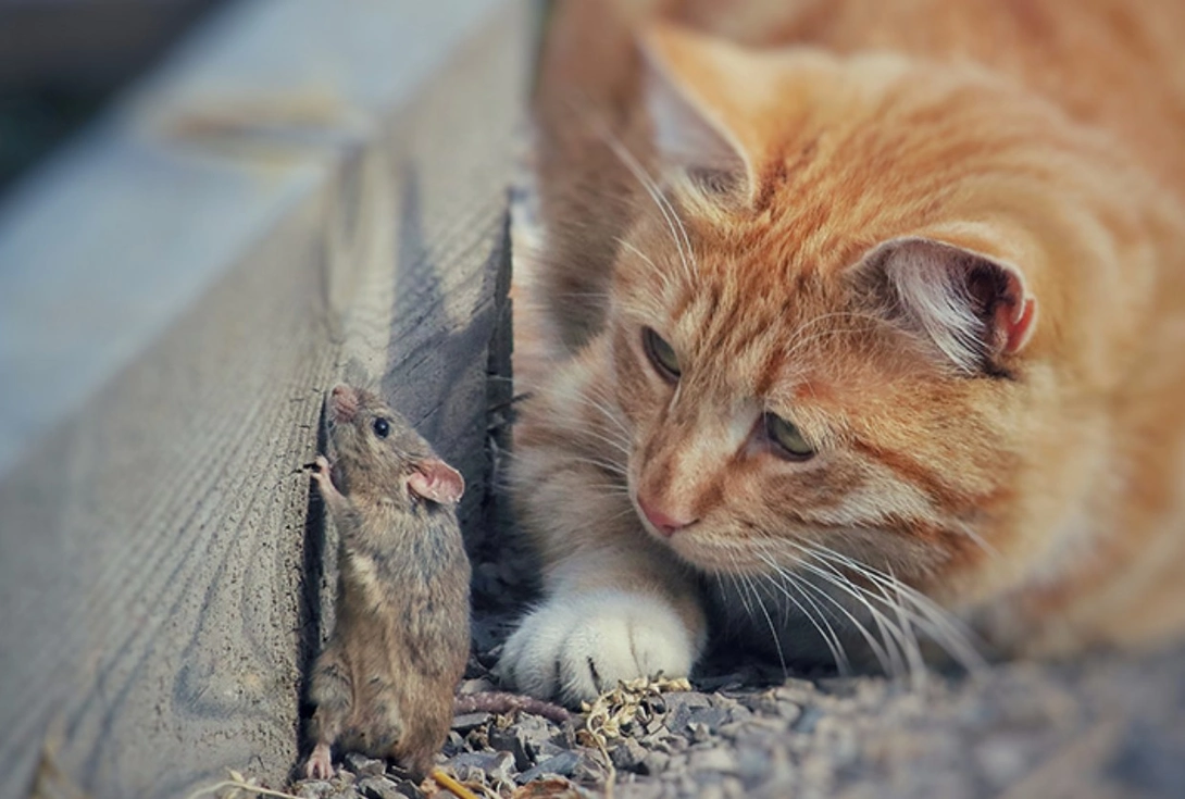 How To Tell if Your Home Is Infested With Pests